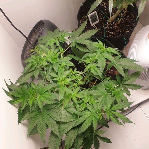 Critical  growlog timeline photo