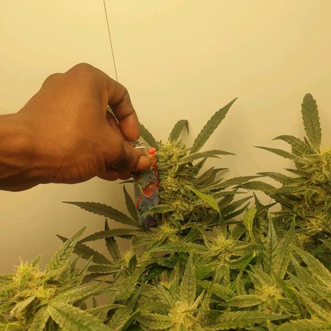 Hulkberry growlog timeline photo