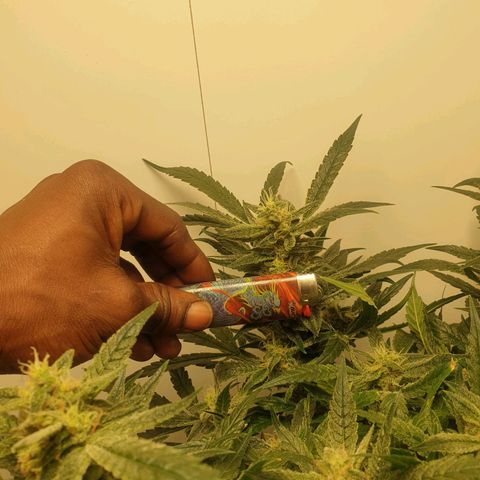 Hulkberry growlog timeline photo