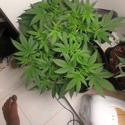 Critical  growlog timeline photo