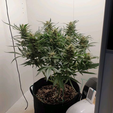 Hulkberry growlog timeline photo
