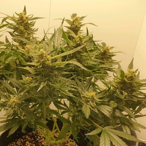 Hulkberry growlog timeline photo