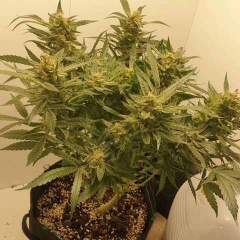Hulkberry growlog timeline photo