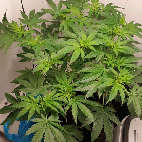 Critical  growlog timeline photo