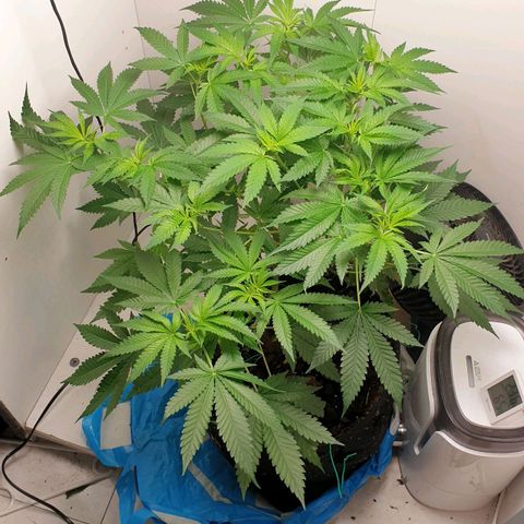 Critical  growlog timeline photo