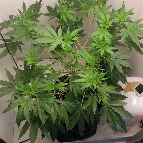 Critical  growlog timeline photo