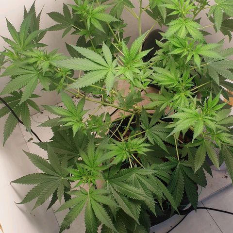 Critical  growlog timeline photo