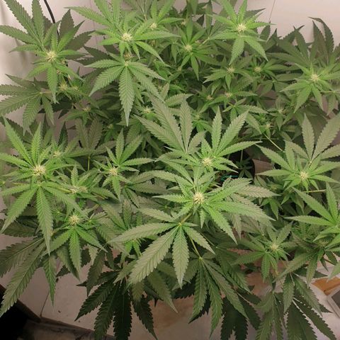Critical  growlog timeline photo