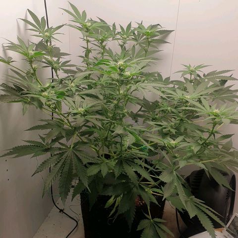 Critical  growlog timeline photo