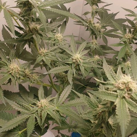 Critical  growlog timeline photo