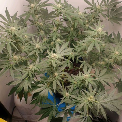 Critical  growlog timeline photo