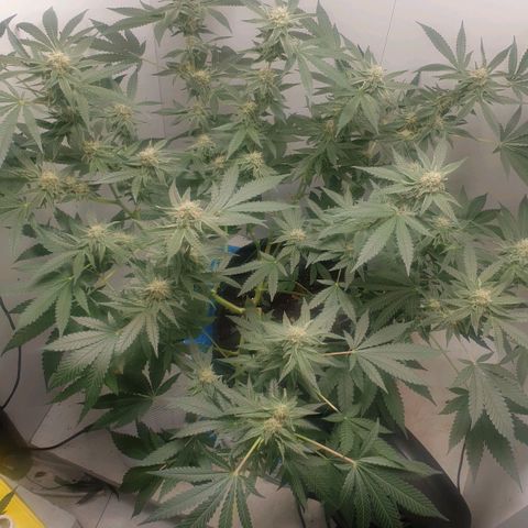 Critical  growlog timeline photo