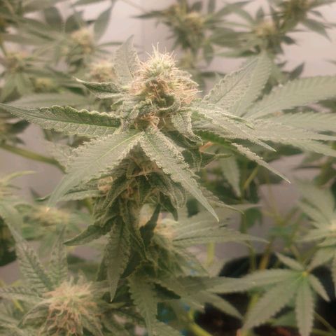 Critical  growlog timeline photo