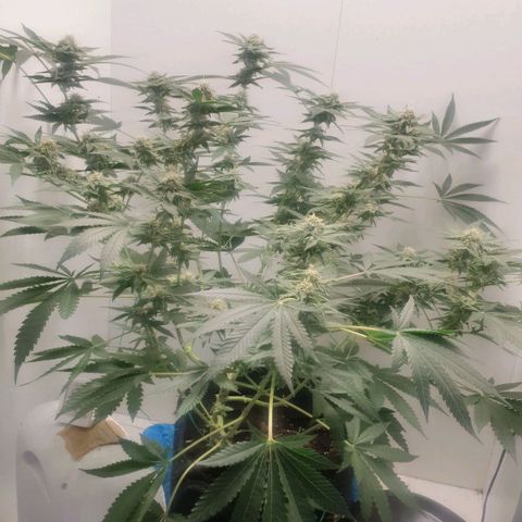 Critical  growlog timeline photo