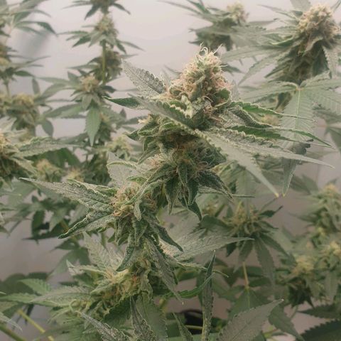 Critical  growlog timeline photo