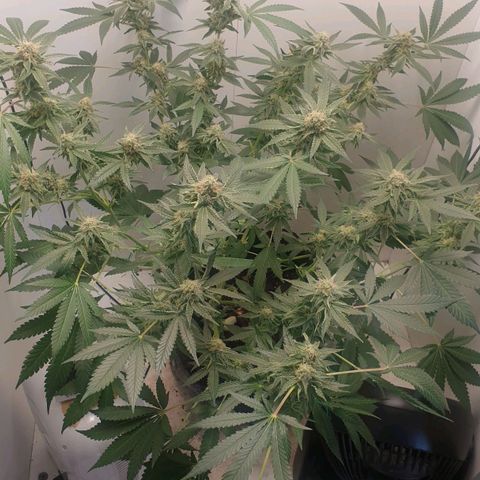 Critical  growlog timeline photo