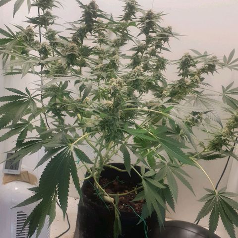 Critical  growlog timeline photo