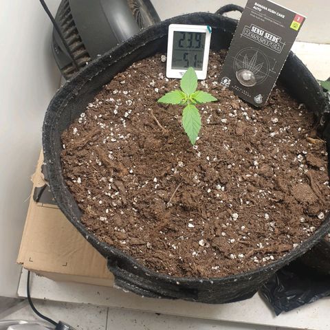 Banana kush cake growlog timeline photo