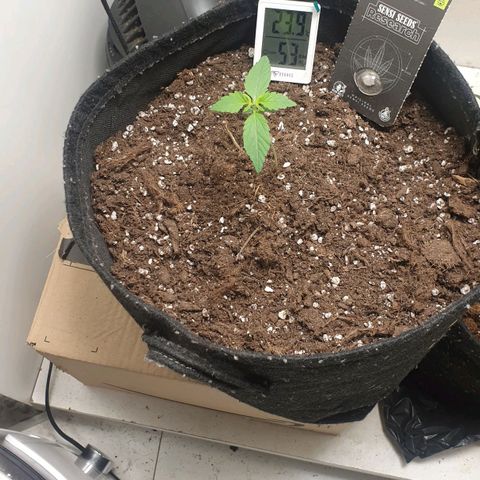 Banana kush cake growlog timeline photo