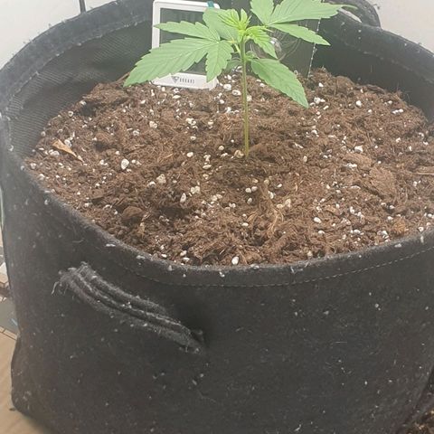 Banana kush cake growlog timeline photo