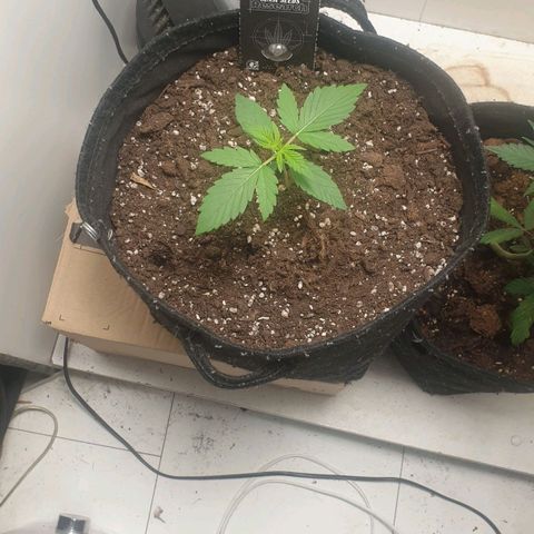 Banana kush cake growlog timeline photo