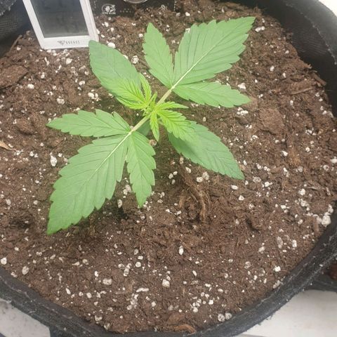 Banana kush cake growlog timeline photo