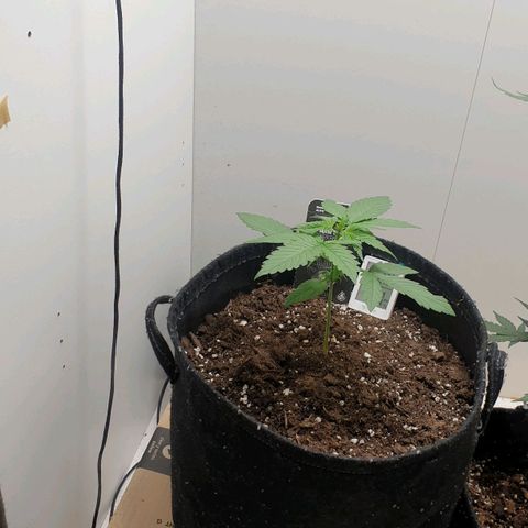 Banana kush cake growlog timeline photo