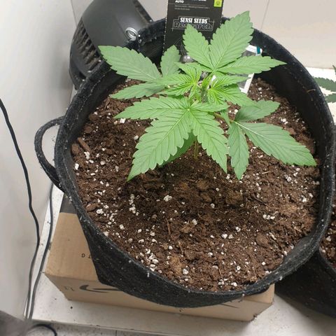 Banana kush cake growlog timeline photo