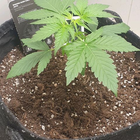 Banana kush cake growlog timeline photo