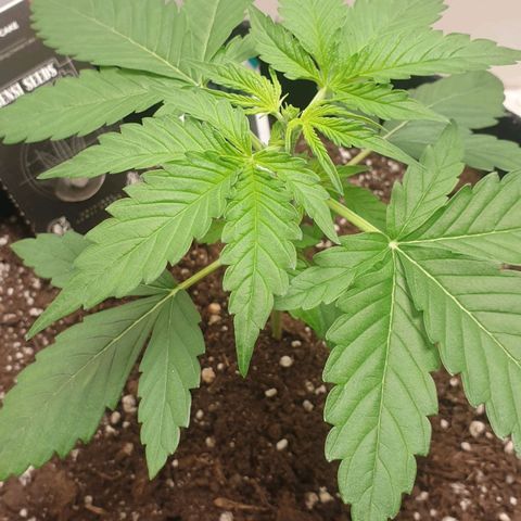 Banana kush cake growlog timeline photo