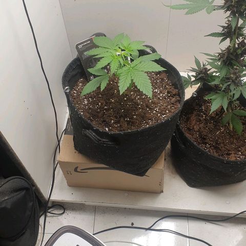 Banana kush cake growlog timeline photo