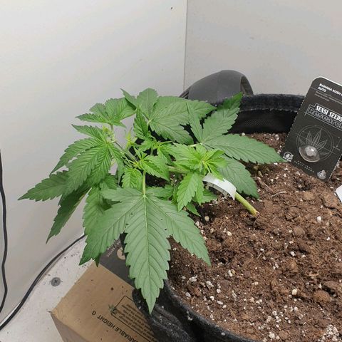Banana kush cake growlog timeline photo