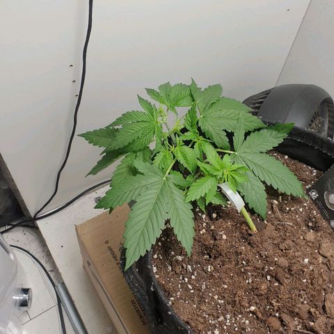 Banana kush cake growlog timeline photo