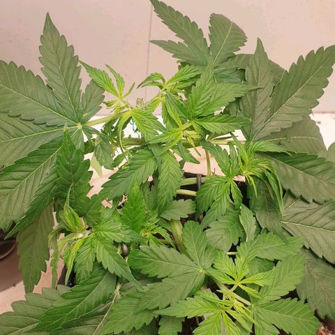 Banana kush cake growlog timeline photo