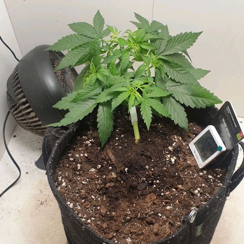 Banana kush cake growlog timeline photo