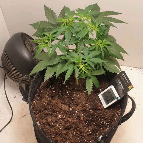 Banana kush cake growlog timeline photo