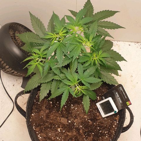 Banana kush cake growlog timeline photo