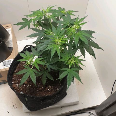 Banana kush cake growlog timeline photo