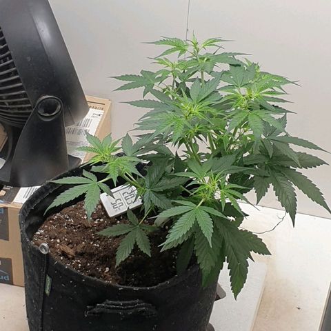 Banana kush cake growlog timeline photo
