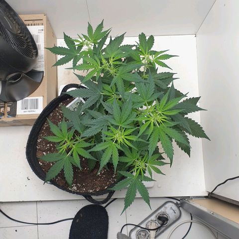 Banana kush cake growlog timeline photo