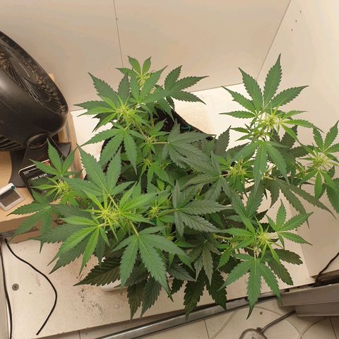 Banana kush cake growlog timeline photo