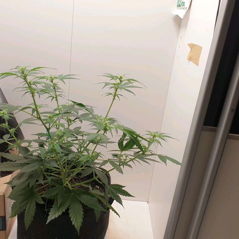 Banana kush cake growlog timeline photo