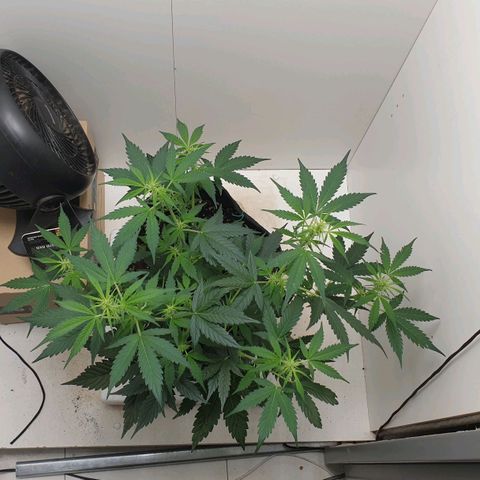 Banana kush cake growlog timeline photo