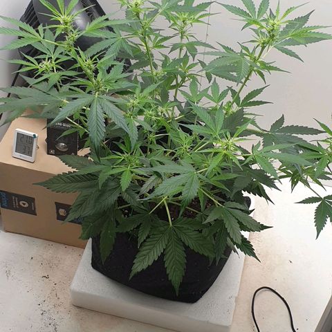 Banana kush cake growlog timeline photo