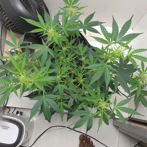 Banana kush cake growlog timeline photo