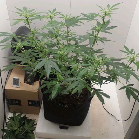 Banana kush cake growlog timeline photo