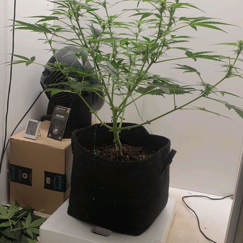 Banana kush cake growlog timeline photo