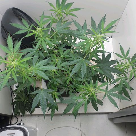 Banana kush cake growlog timeline photo