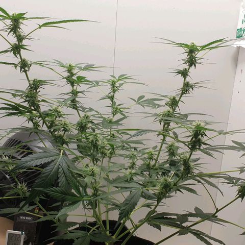 Banana kush cake growlog timeline photo