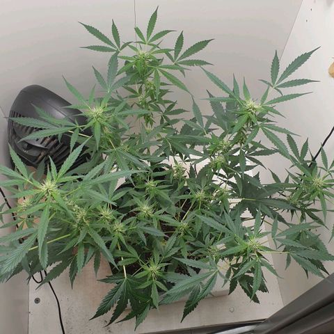 Banana kush cake growlog timeline photo